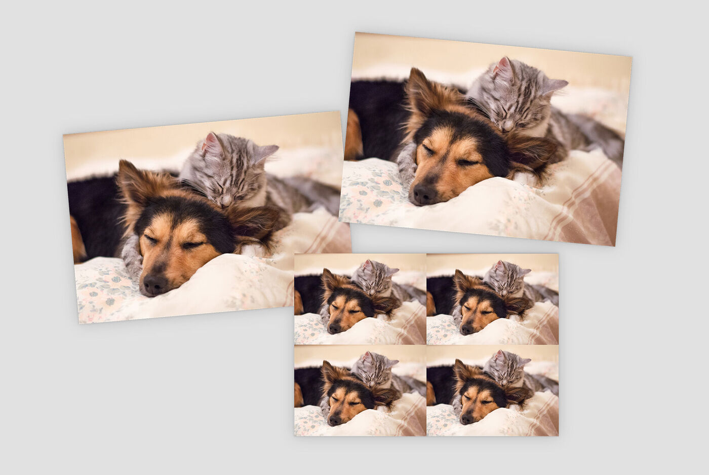 Lot de photos présentant un chien et un chat se faisant un câlin