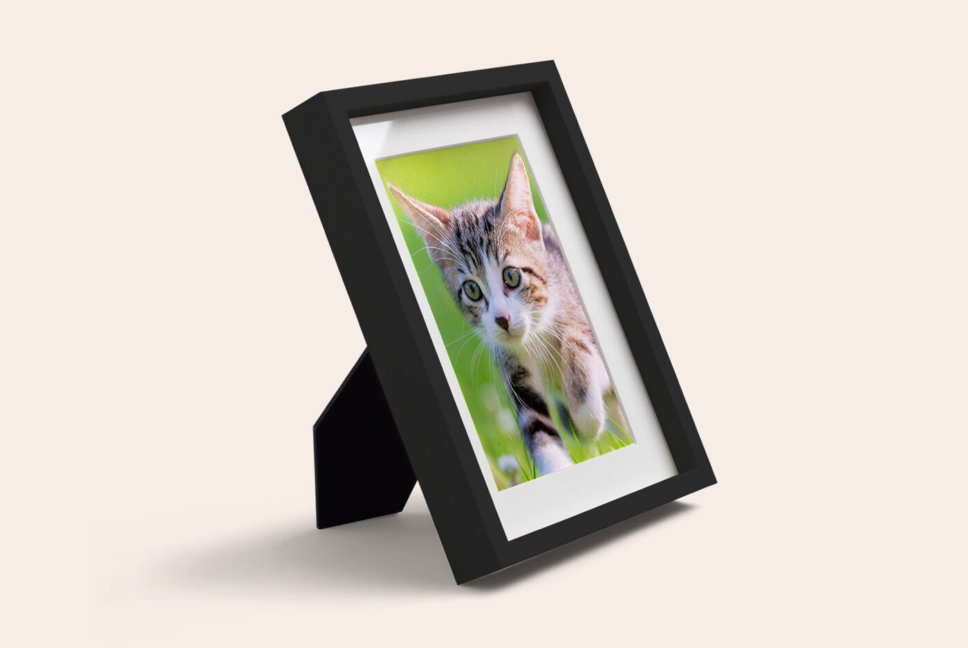 Portrait de chat encadré en noir dans un cadre photo posé sur pied