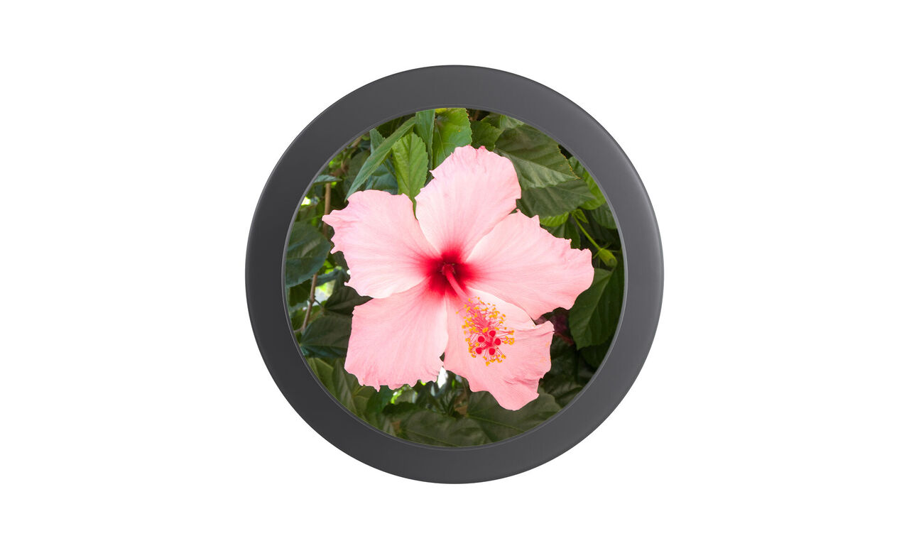 PopGrip rond noir vu du dessus, personnalisé avec une fleur