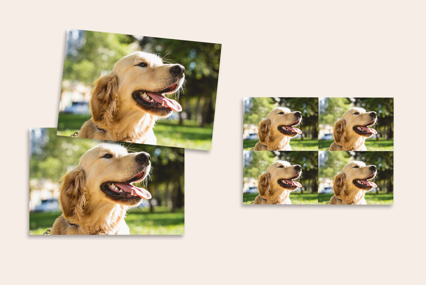 Tirages classiques avec un chien, présentés en trois formats