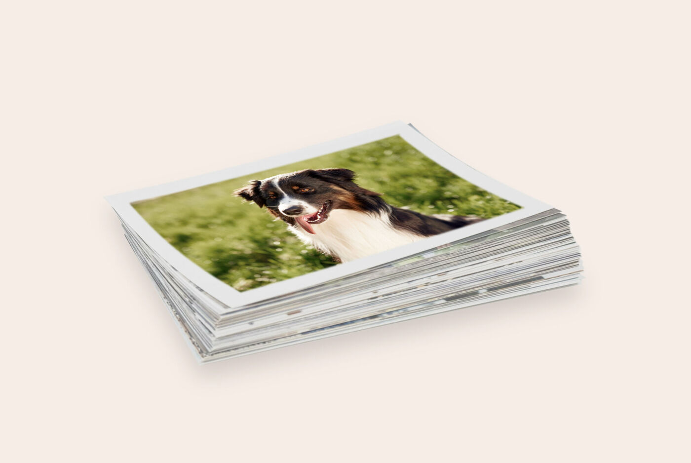 Pile de tirages classiques avec un un chien dans l'herbe